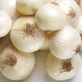 thumbnail image 3 of Expert Gardener Onion White Sets (Set of 100 Dormant Vegetable Bulbs) Full Sun, White, Annual, 3 of 8
