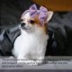 thumbnail image 3 of lazos para perros de pelo de Navidad para perro, lazo de pelo de cachorro con tocado de goma, Decoración de lazos de Halloween（Morado + Rosa） XianweiShao 8390615166591, 3 of 3