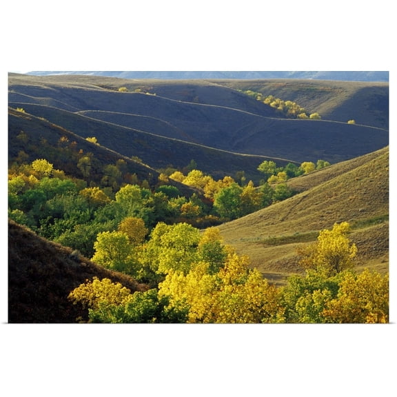 Great BIG Canvas | "Aspen Bluffs In Autumn Colors, Saskatchewan, Canada" Art Print - 36x24