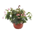 thumbnail image 3 of planta begonia big 10", 3 of 6