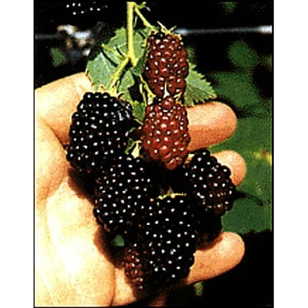 Triple Crown Thornless Blackberry Plant - 2.5