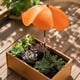 thumbnail image 1 of MTBLYS Sombrilla para plantas de exterior | Protección solar ajustable | 65 cm de diámetro | Sombrilla de jardín para macetas | Cubierta de sombra para plantas en maceta | Maceta, 1 of 6