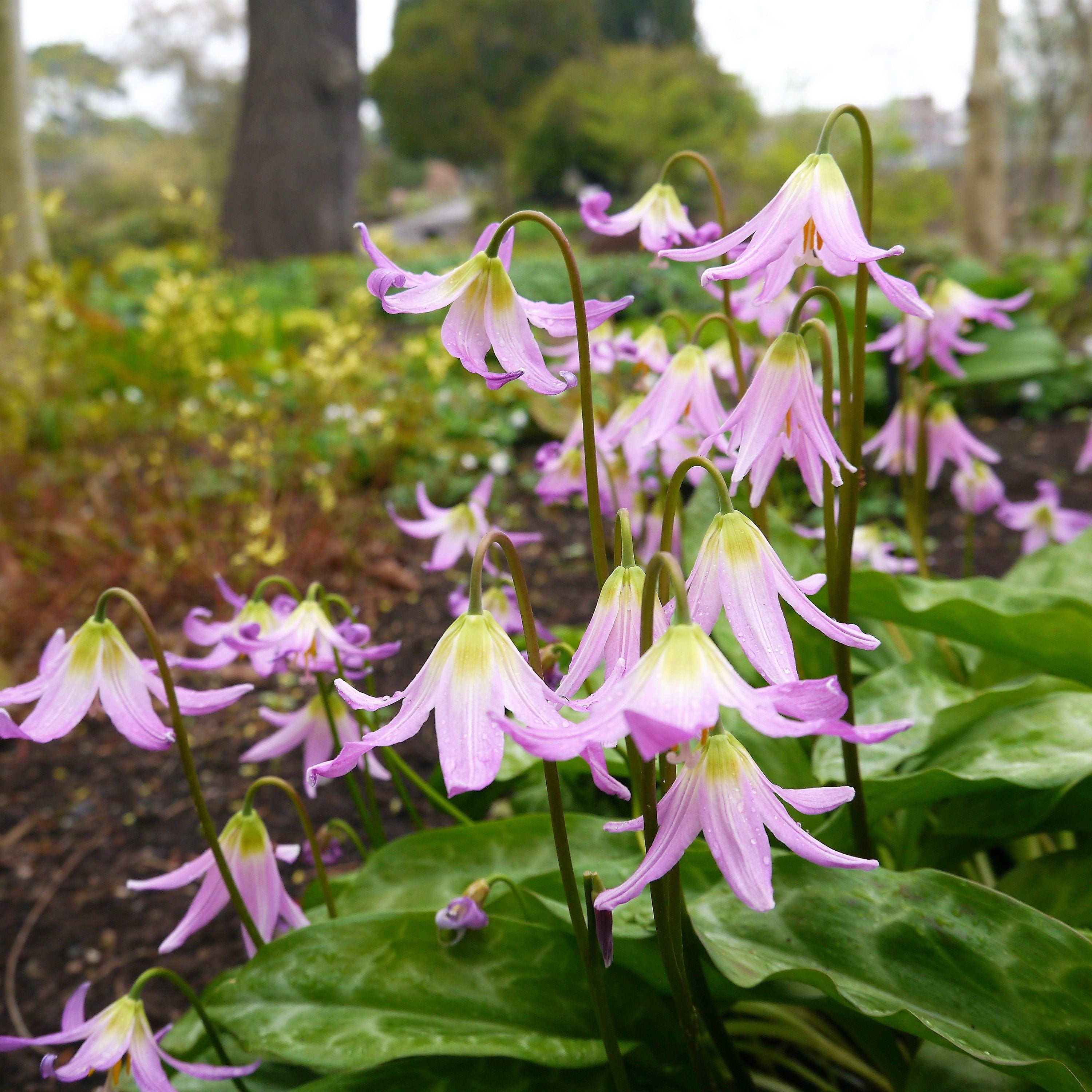 10 PINK FAWN LILY aka Trout Lily, Avalanche Lily, & Dog's Tooth Violet