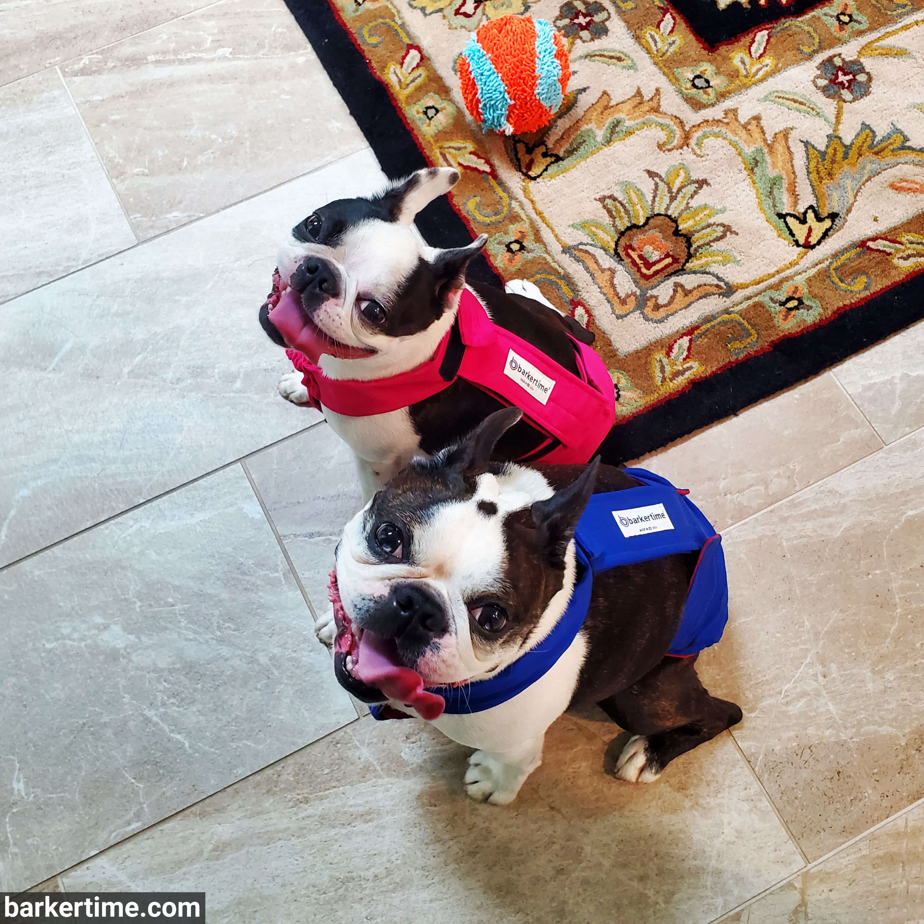 Barkertime Royal Blue Dog Diaper Overall