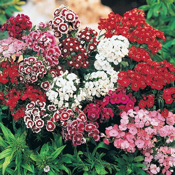 Direct Gardening Pinocchio Diantus Dormant Bare Root Multi-color Flowering Perennial Starter Plant