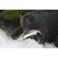 thumbnail image 2 of A Black Bear Catches A Pink Salmon Along A Stream In Alaskas Tongass Forest. Poster Print, 2 of 2