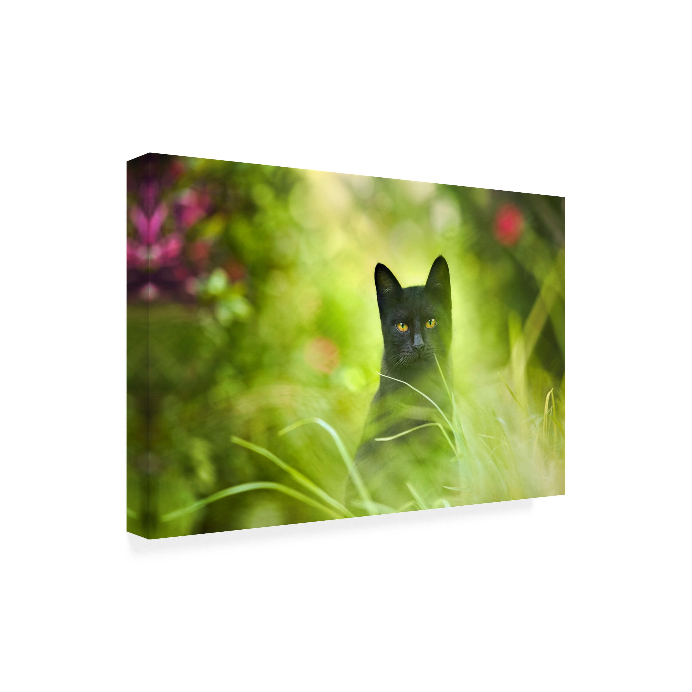 Ben Heine 'Black Cat' Canvas Art