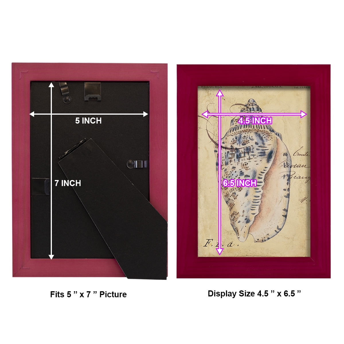 Seashell Ephemera I - Framed Print w/glass - Cherry Red