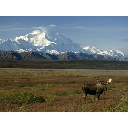 Mt Moose - Bull Moose on the Tundra with Mt. Mckinley in The Background, Alaska, USA Print Wall Art By Tom Walker