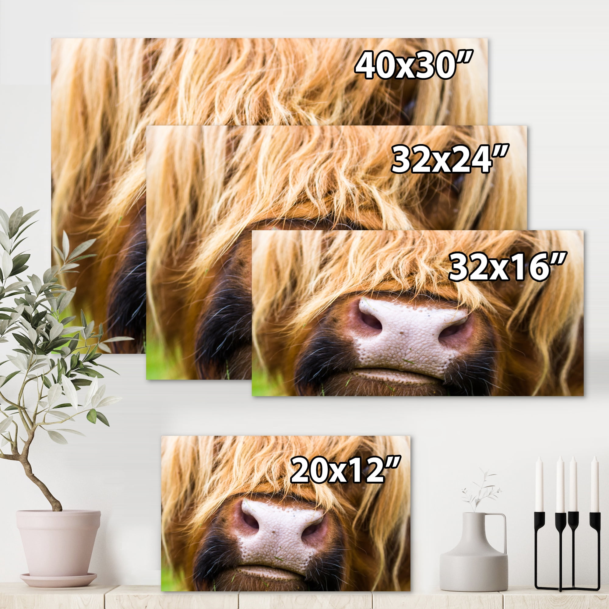 Designart ' Close-Up Highland Cattle ' Farmhouse Canvas Wall Art Print