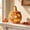 B, variant on Halloween Dark Woven Pumpkin Lantern,Handmade Seagrass Jack O Lantern Container,Spooky Harvest Tabletop Decor for Indoor Outdoor Home Party Fireplace Mantel Desk Display Props Supplies