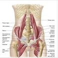 thumbnail image 3 of Art.com Anatomy of Iliopsoa, also known as the Dorsal Hip Muscles Stretched Canvas Print Wall Art, 30" x 30", 3 of 3