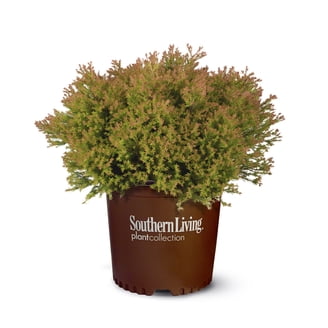 Expert Gardener Frostproof Gardenia Live Shrub, 2.5 Quart