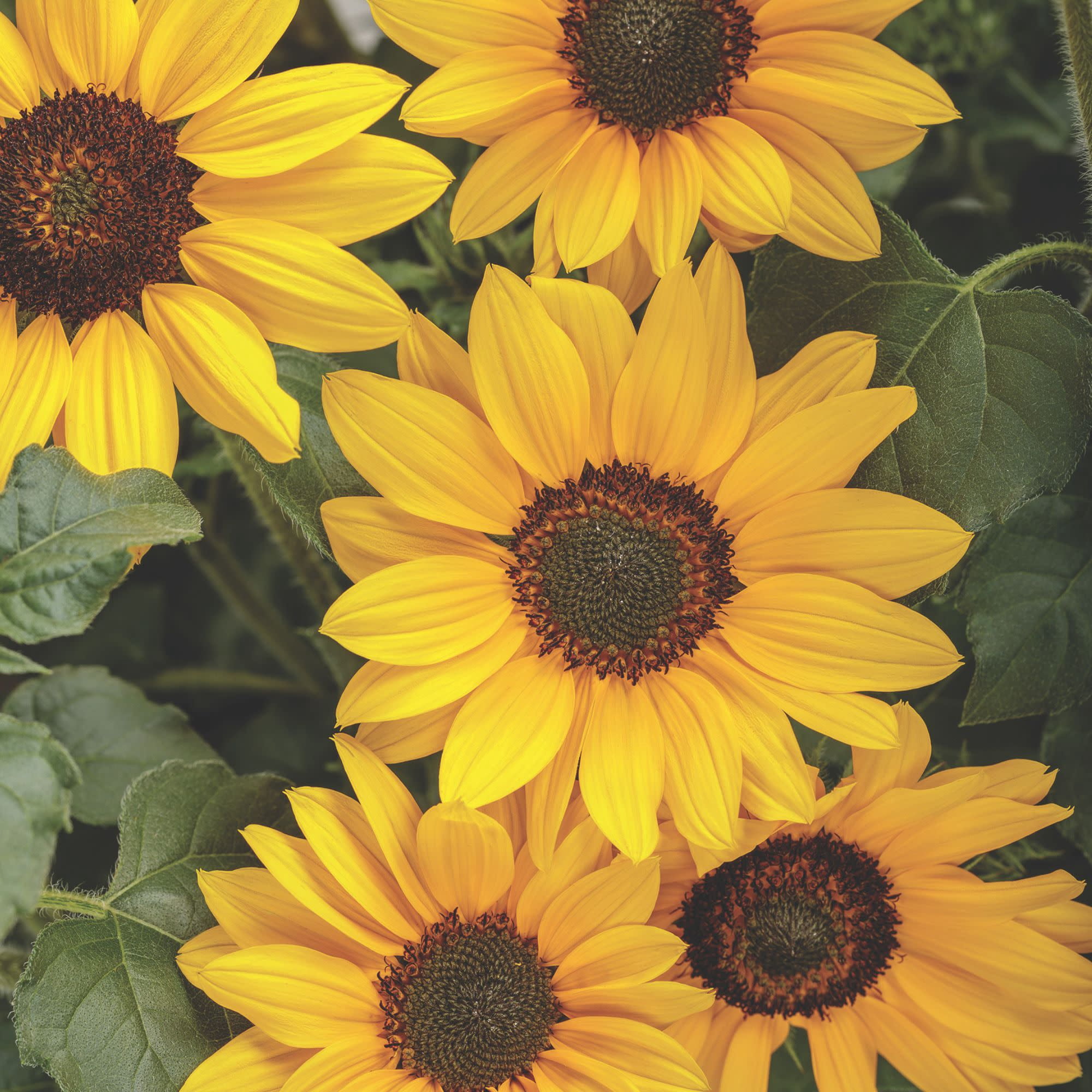 Proven Winners 8" Suncredible Yellow Sunflower Live Plant in 6.5" Pot