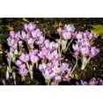 thumbnail image 6 of 10 *Seeds AUTUMN CROCUS Colchicum Autumnale Meadow Saffron Flower Seeds, 6 of 11