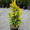 thumbnail image 2 of RedCrocus Forever Goldy Arborvitae-Compact Evergreen for Gardens  3 Gallon, 2 of 13