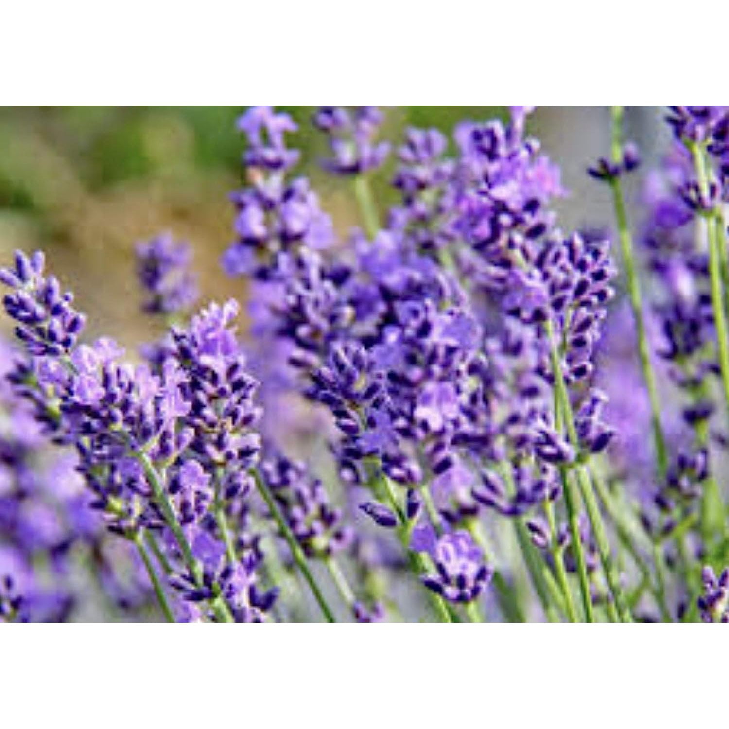 4 Phenomenal Lavender Plants in 4 Inch Pots