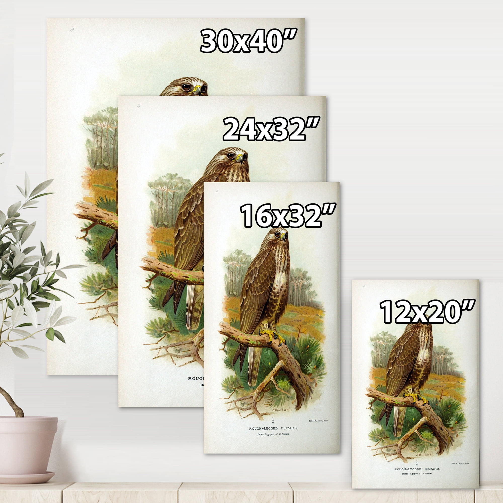 Designart ' Ancient Bird Life IX ' Traditional Canvas Wall Art Print