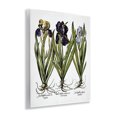 thumbnail image 4 of Stupell Industries Vintage Iris Studies Botanical & Floral Painting Unframed Art Print Wall Art, 11 x 14, 4 of 8