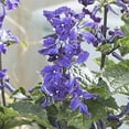 thumbnail image 2 of China Purple Clematis Flower Roots - Good as Cut Flowers - Pleasantly Scented - Blooms All Summer - Great for Perennial Borders, 2 of 4