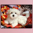 thumbnail image 3 of Diamante pintura 5D DIY taladro completo perro punto de cruz bordado mosaico blanco, 3 of 9