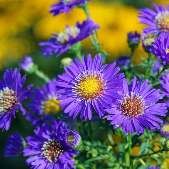 4 Blue Aster Plants Live, Aster Flowering Plant, Outdoor Garden, 3 to 5 Inch Tall