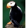 thumbnail image 3 of CafePress - Pretty Puffin - Postcards (Package of 8), 3 of 3