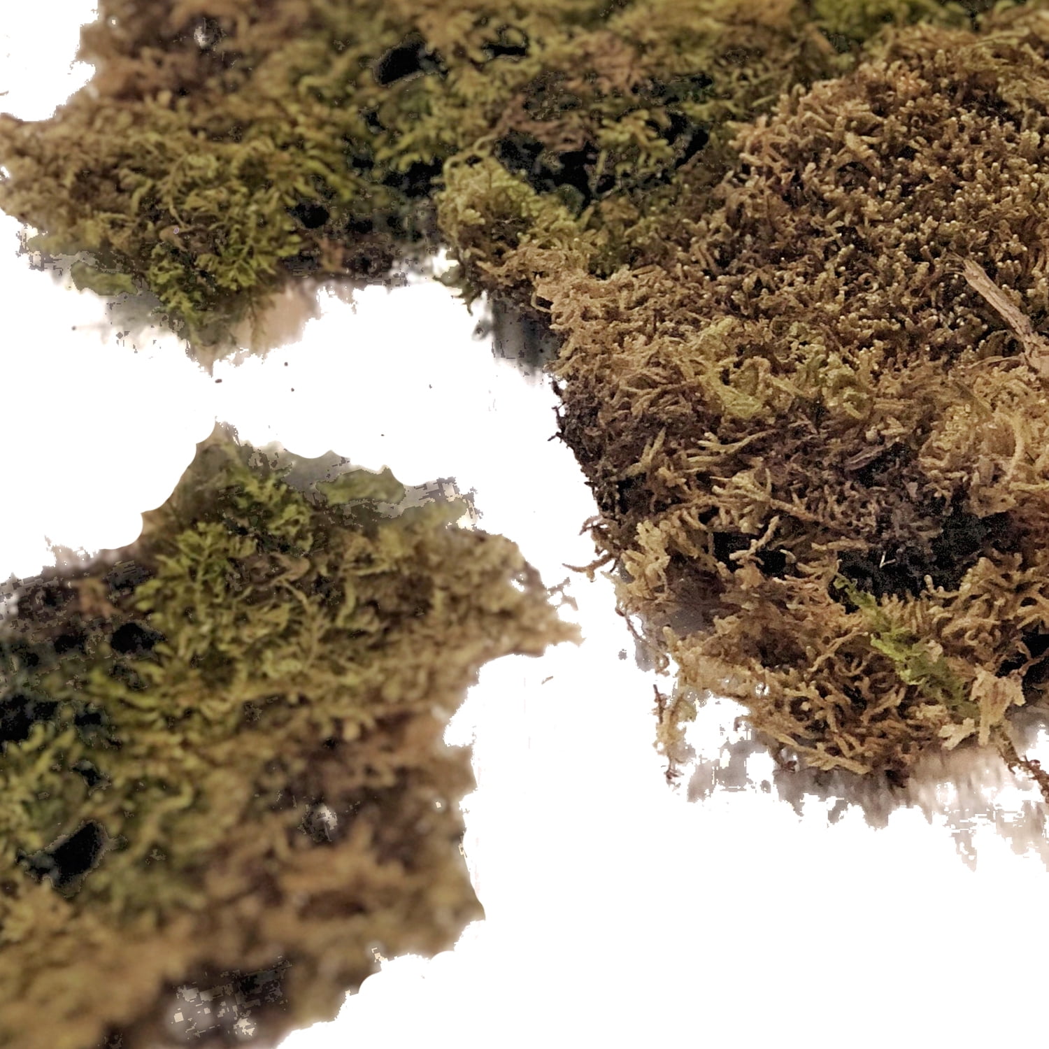 Light Green Sheet Moss - 5 lbs - Fresh Cut Flowers - Moss - by Bloomingmore