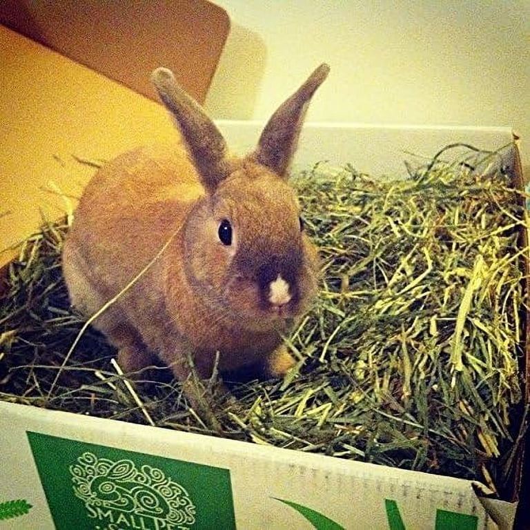 Small Pet Select 3rd Cutting Super Soft Timothy Hay, 10lbs photo 3
