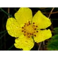 thumbnail image 2 of Christensen, Jim 32x25 White Modern Wood Framed Museum Art Print Titled - Flower After Rain III, 2 of 4
