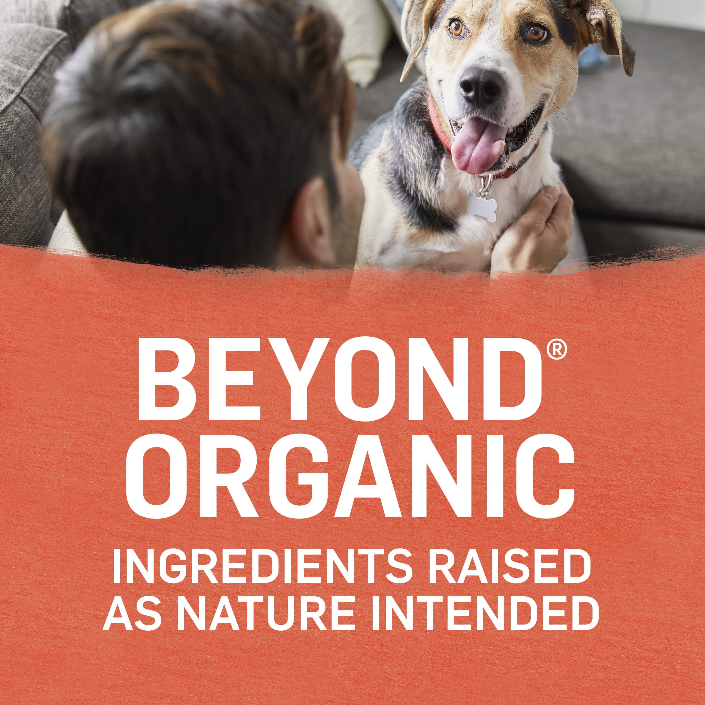 Purina Beyond Organic Wet Dog Food Ground Entree Chicken & Sweet Potato Recipe, 13 oz Cans (12 Pack)