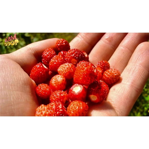 HJADGG Seeds Rare Strawberry Regina Everbearing Climbing Berries Organic Ukraine for Planting