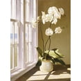thumbnail image 2 of Art.com Flower In Window Giclee Print by Zhen-Huan Lu, 24" x 32", 2 of 4
