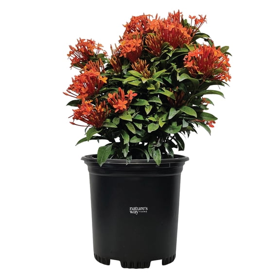 Nature's Way Farms Ixora Taiwanese Orange (8-15 inches tall) in growers pot