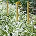 thumbnail image 2 of Bendable Plant Stakes,Real Moss Pole for Moss Stick Moss Pole Unrivaled Performance, 2 of 6