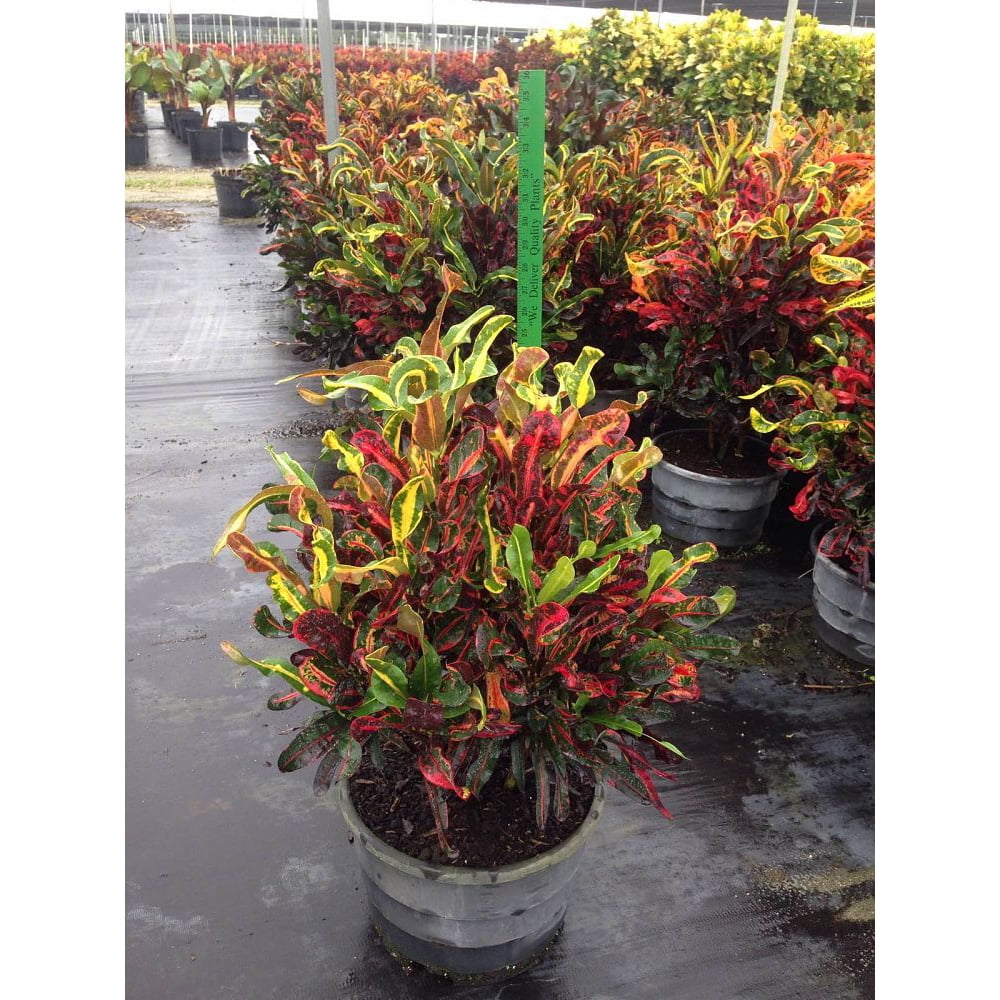 Expert Gardener Live Indoor 24in. Green Mass Cane & Devil's Ivy Plant