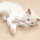 thumbnail image 5 of Juguete con hierba gatera, pez de juguete, hierba gatera, gatito, pez masticable, juguete para gato, molar, deportes para gatos, 5 of 5