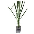 thumbnail image 3 of Daylily Nursery Lemongrass Live Plants in 2.5" Containers (3 Count), 3 of 4