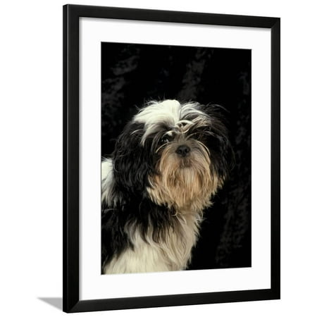 Shih Tzu With Hair Cut Short Framed Print Wall Art By Adriano