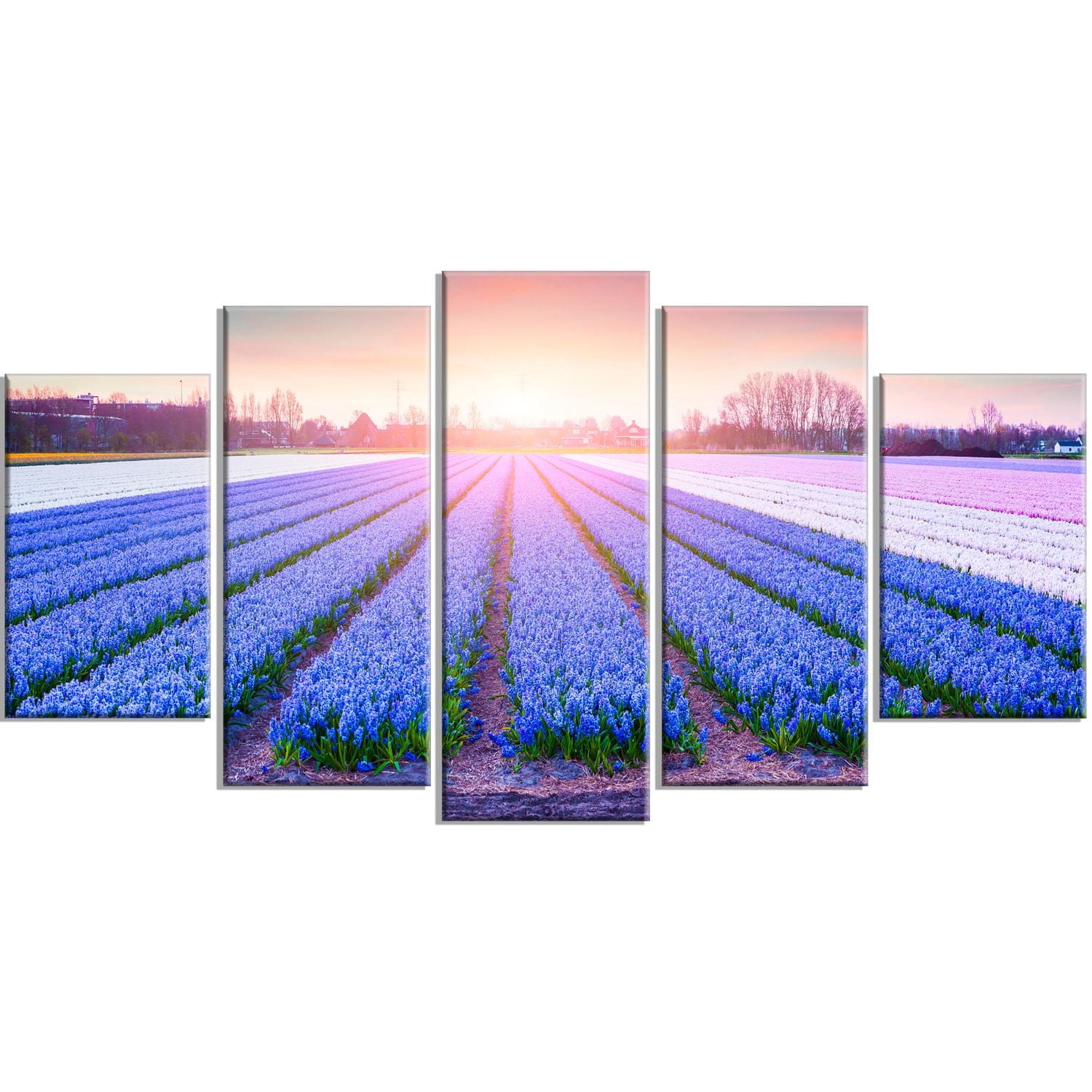 Design Art Field of Blooming Hyacinth Flowers Canvas Print