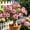 c, variant on Desert Rose-Easy Grow-Low Maintenance-Ideal for Beds Borders,Plant Pots & Planters