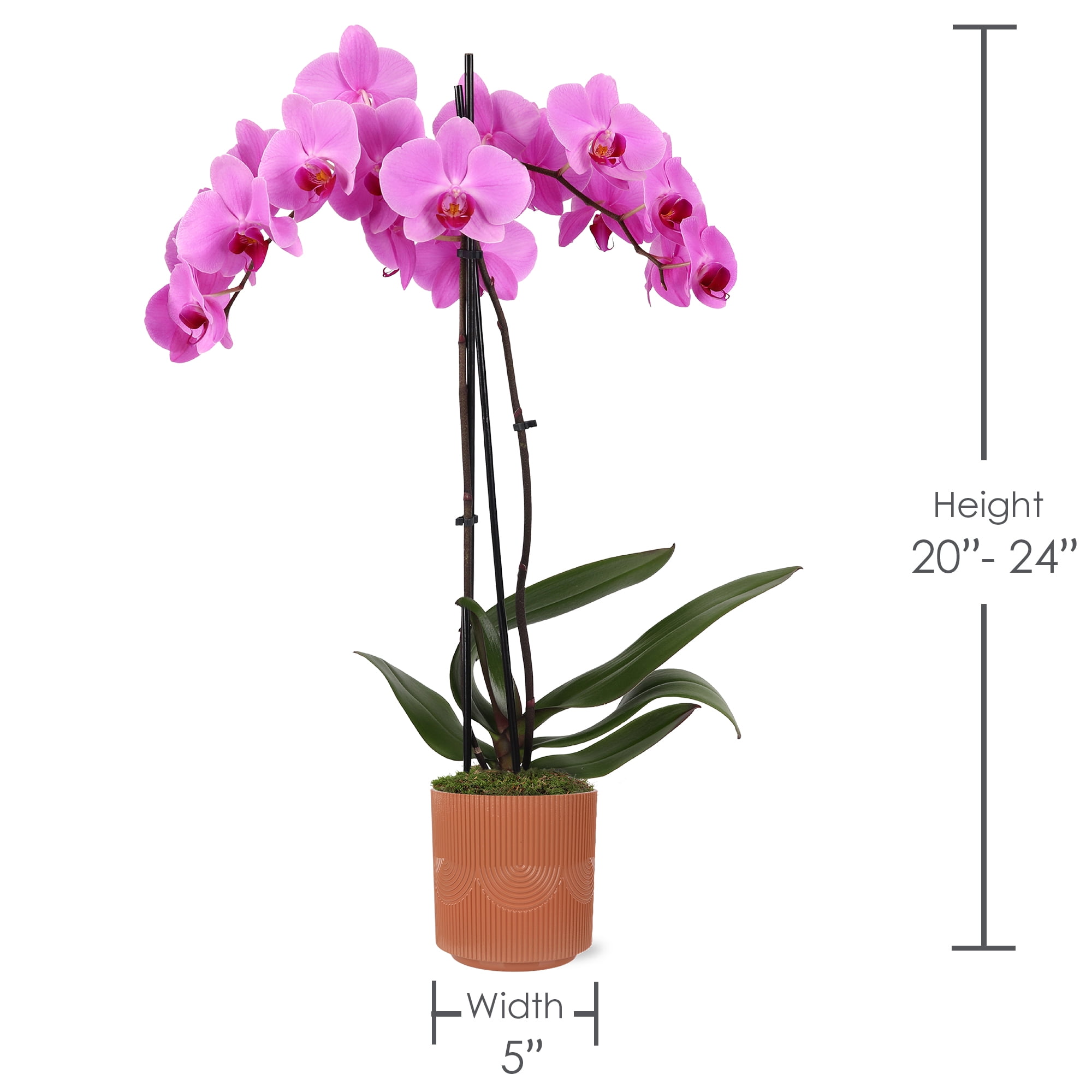 Green Circle Growers 5" Pink Orchid in Estella Terra Cotta Decorative Pot, Live Indoor Orchid Plant