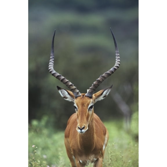 Posterazzi DPI1865318 Impala Aepyceros Melampus Buck Poster Print, 12 x 19