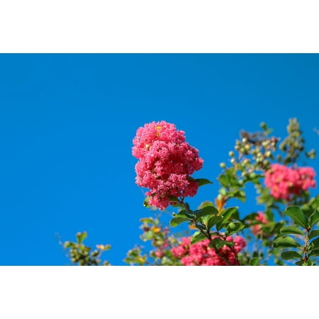 LAMINATED POSTER Nature Tree Crepe Myrtle Pink Flowers Branch Poster Print 24 x