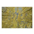 thumbnail image 1 of Yellow and Blue Cutting Board, Looking Skyward Amongst the Patch of Sun-lit Aspen Trees in Autumn Life Print, Decorative Tempered Glass Cutting and Serving Board, Small Size, Yellow, by Ambesonne, 1 of 1