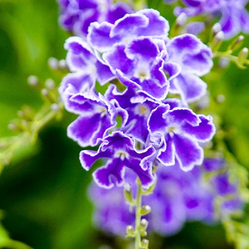 Lone Star Growers Duranta Erecta Sweet Memories, 2 Gallon, Drought Tolerant