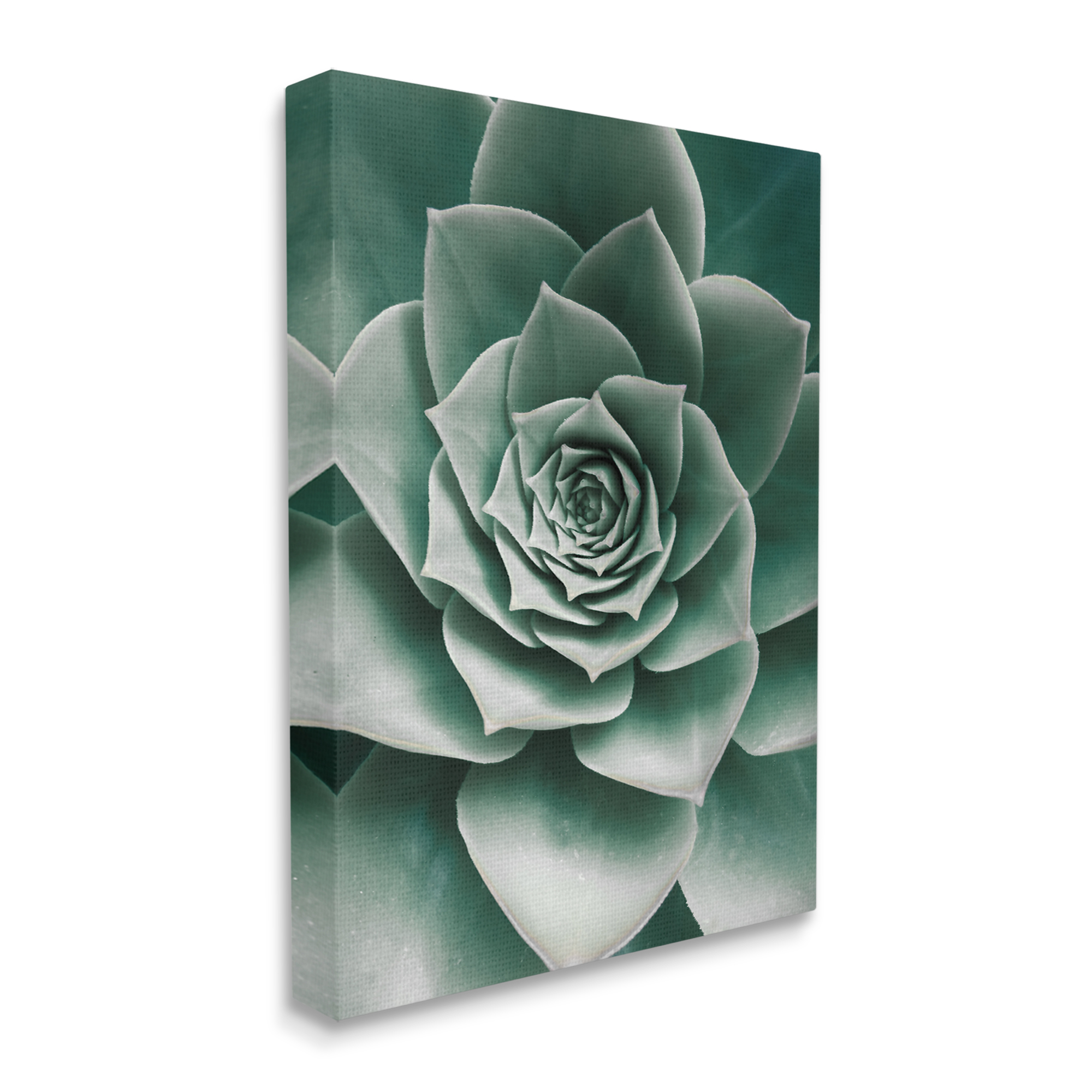 Stupell Industries Green Succulent Photography Botanical & Floral Photography Gallery Wrapped Canvas Print Wall Art, 30 x 40