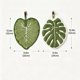 thumbnail image 3 of Toallas de Mano Colgantes Monstera Deliciosa – Toallas de Cocina de Felpa Absorbentes y Sin Pelusa con Forma de Hoja, de Secado Rápido, con Lazo Incorporado para Colgar En El Tirador Del Armario o De, 3 of 7