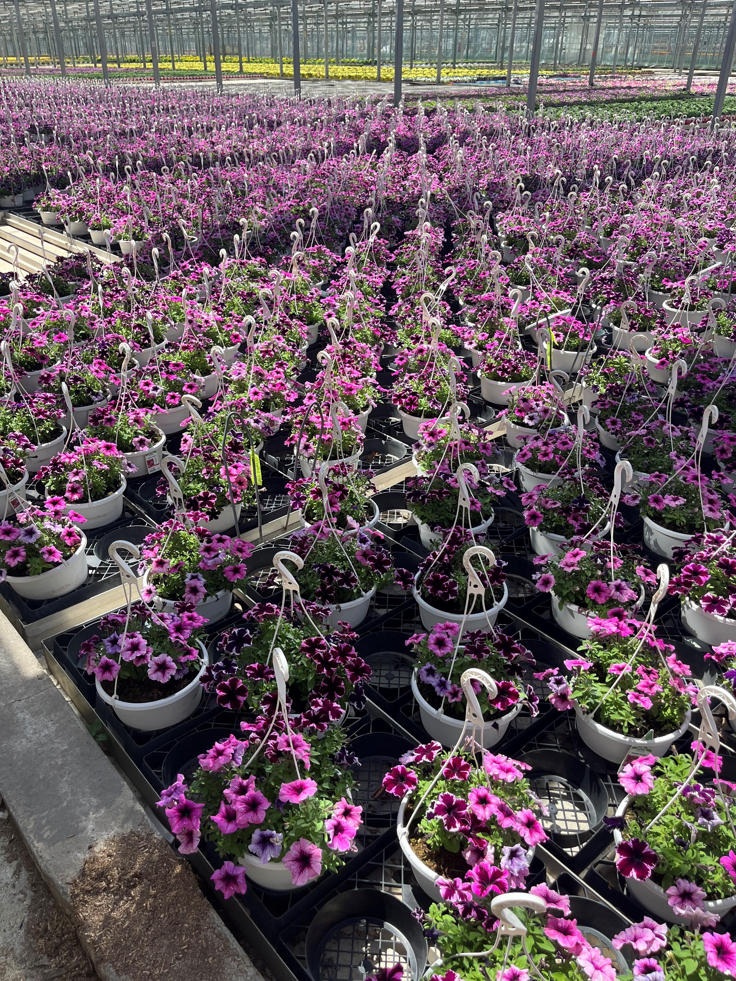 Expert Gardener 1.5 gal Pink Petunia Live Annual Plant Hanging Basket, Full Sun