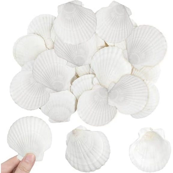 30 Pcs Nature Scallop Shells, 2-3 Inch White Sea Shell from Sea Beach Real Seashells for DIY Craft Painting Beaching Wedding Party Home Decorations